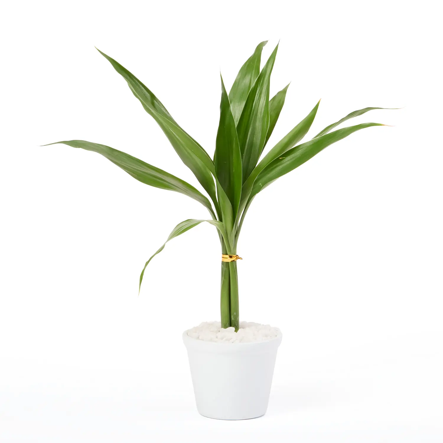 Dracena Micro Espanador Planta Natural Timlog